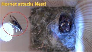 Hornet attacks Bird Nest