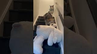 Dog goes up stairs backwards with his giant stuffed animal #dog #reels #retriever
