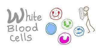 White Blood Cells WBCs - Your body’s Defense - Hematology