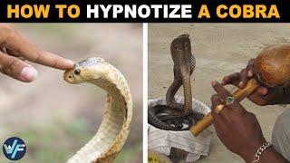 Why Cobras Can Be Hypnotized?