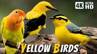 Breathtaking Yellow Birds  Soothing Nature  Stress Relief  Relaxing Birds Chirps  Magical Nature