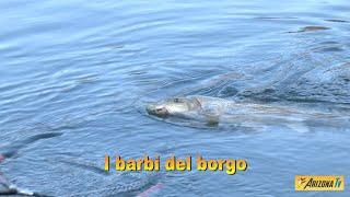 MONDO PESCA - I BARBI DEL BORGO - PAVIA - FIUME TICINO - BARBEL E BREAM  - #pescasportiva #fishing