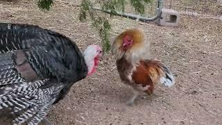 Tom turkey vs rooster