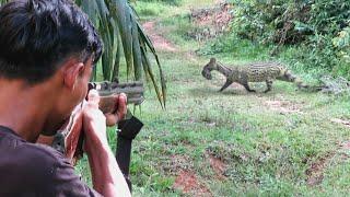 3 hari berburu musang liarhama tikusburung punai dan terkukur siang dan malam hari