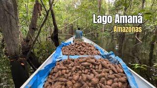 DIA DE ROÇA PESADACOLHEITA DO CARÁ NO INTERIOR DO AMAZONASLAGO AMANÃ.