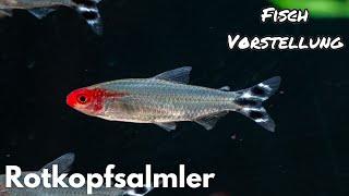 Rotkopfsalmler - Hemigrammus Petitella bleheri   Liquid Nature Fisch Vorstellung