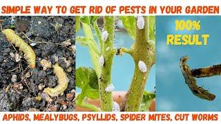 How To Get Rid of Bugs in your Garden  Bugs in Tomato Plant  Soap Spray for Plants