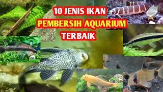 10 Jenis Ikan Pembersih Aquarium Terbaik