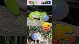 Suara Kodok Pohon Vs Kodok Air  Sound of Frog #suarakodok #suarahewan #frog #hiburan