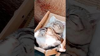 Cute Cat Chill Session   #funny #animallovers