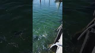 Huge Jack Crevalle Feeding Frenzy 