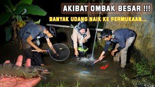 Air Dimuara Sungai Meluap Menyebabkan Ribuan Udang Besar Bermigrasi Kesawah  Auto Panen