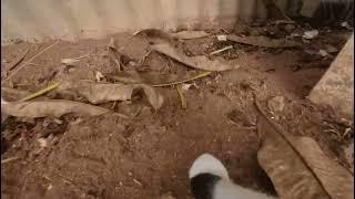 day 3 insta360 Go2 cat camera