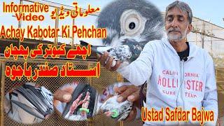 Achay Kabotar Ki PehchanUstad Safdar BajwaHow to identify a good PigeonInformative VideoTips