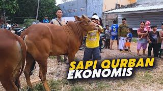 Kontes Sapi Qurban Murah ‼️ Sapi Qurban Ekonomis 17 Jutaan