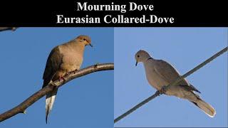 Identify Birds Mourning Dove vs Eurasian Collared-Dove