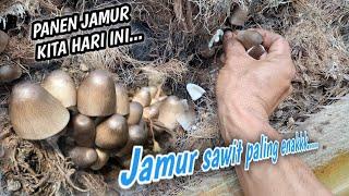 Cari jamur sawit jamur paling enak #jamurliar