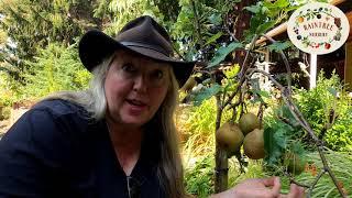 Raintree Nurserys Asian Pear Growing Guide