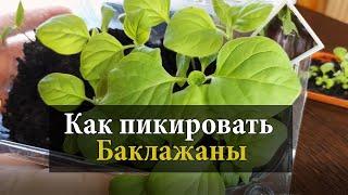 Как пикировать баклажаны  Пикировка рассады баклажан 