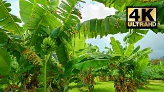 Ambience with Banana Trees in the Breeze for 10 HOURS  4K