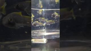 New Baby Yellow Fin Acei African Mbuna Cichlids #fish #cichlid #shorts