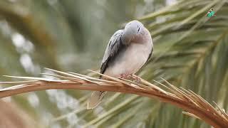 Streptopelia turtur See the European Turtle Dove