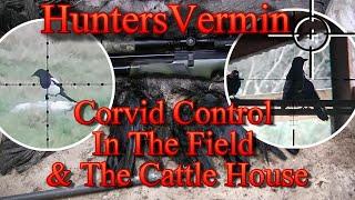 Air Rifle Hunting Corvid Control In The Field And The Cattle House