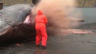 Sperm whale explodes as man tries to open stomach