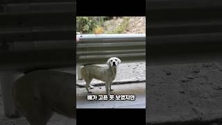 여행 중 만난 유기견을 입양한 남성