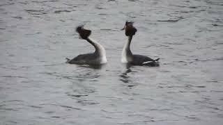 great crested grebes