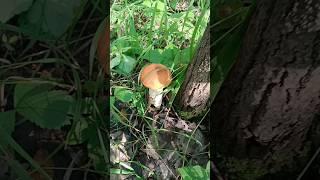 21 июля Поездка в лес за грибами