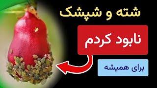 با این روش تمام شته ها و شپشکها را برای همیشه نابود کردم  خیلی آسان و طبیعی