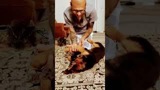 Loverdog #vlog #doglife #shorts