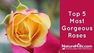 Top 5 Most Gorgeous Roses  NatureHills.com