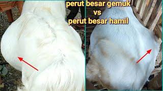 perbedaan kambing hamil tua dgn yg tidak bunting