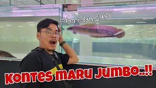 Kontes maru Jumbo kelas neraka  channa maru jumbo bikin ngilerrrr