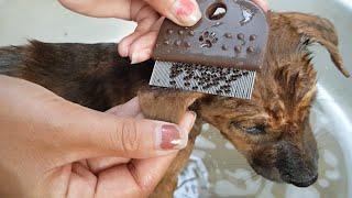 Bathing And Remove Tlcks & Fleas on Cutest Puppy  Working With Love