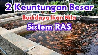 No Tipu-Tipu Besar Keuntungan Budidaya Ikan Nila Sistem RAS