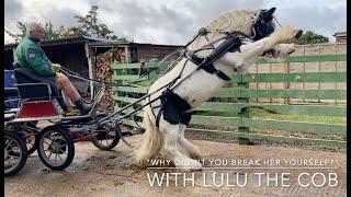 Why Didnt You Just Break Her Yourself? - with Lulu the Cob