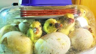 Lets Hatch Some Goslings From Egg to Bird Full Process