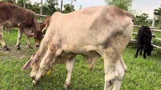 NATURAL COW FARMING IN BANGLADESH