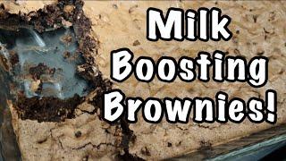 Homemade Lactation Brownies  Milk Boosting for Mommies