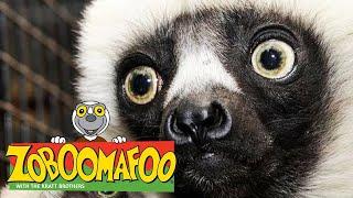  Zoboomafoo  Season 1 Episode 1-5 Compilation  Kids TV Shows