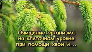 ОЧИЩЕНИЕ ОРГАНИЗМА НА КЛЕТОЧНОМ УРОВНЕ при помощи хвои и