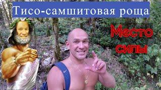 Тисо самшитовая роща - место силы. Александр Пономаренко