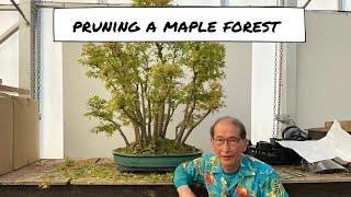 Pruning a Maple Forest