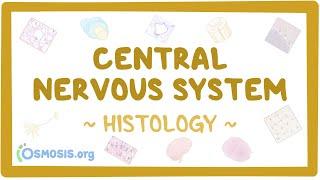 Central nervous system Histology