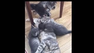 Funny cat videos - funny cat fails