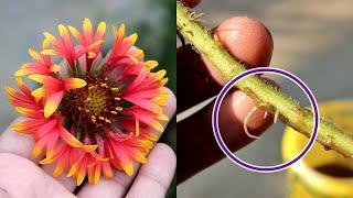 Grow Gaillardia from Cuttings in Water No Seeds Needed