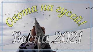 Весенняя охота на гусей. Охота на Камчатке. Пенжина. Goose hunting in Kamchatka. Охота на гуся.